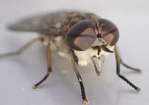 Réf. 287 115 : Tabanus bromius